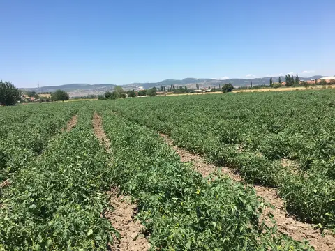 Balıkesir saha ziyareti (Temmuz 2017) — buğday, patates