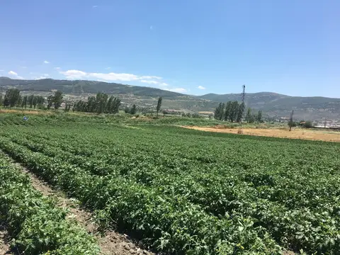 Balıkesir saha ziyareti (Temmuz 2017) — buğday, patates