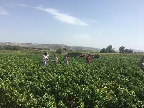 Balıkesir saha ziyareti (Eylül 2017) — biber