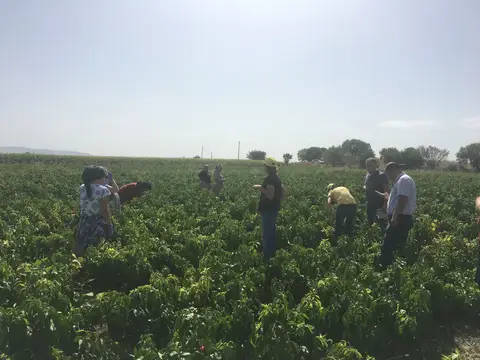 Balıkesir saha ziyareti (Eylül 2017) — biber