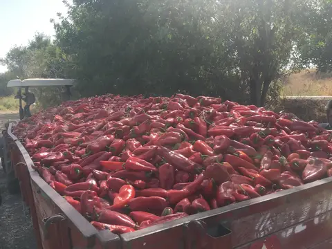 Balıkesir saha ziyareti (Eylül 2017) — biber