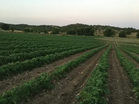 Sındırgı, Balıkesir saha ziyareti (Haziran 2019) — biber