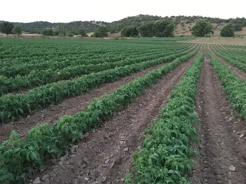 Sındırgı, Balıkesir saha ziyareti (Haziran 2019) — biber