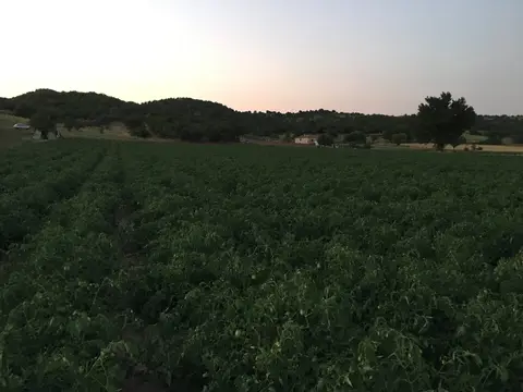 Sındırgı, Balıkesir saha ziyareti (Haziran 2019) — biber