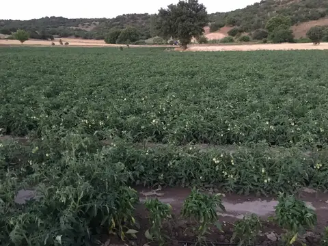 Sındırgı, Balıkesir saha ziyareti (Haziran 2019) — biber