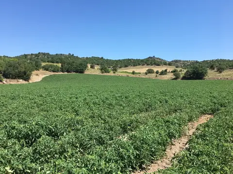 Sındırgı, Balıkesir saha ziyareti (Haziran 2019) — biber