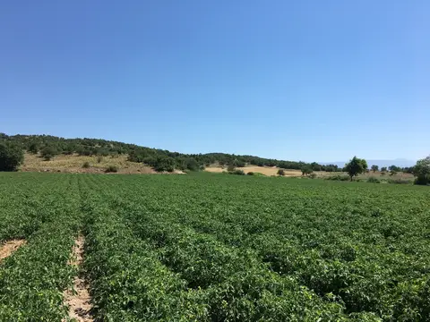 Sındırgı, Balıkesir saha ziyareti (Haziran 2019) — biber