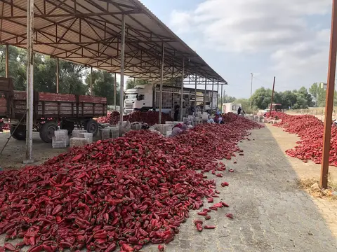 Altıeylül, Balıkesir saha ziyareti (Eylül 2019) — biber