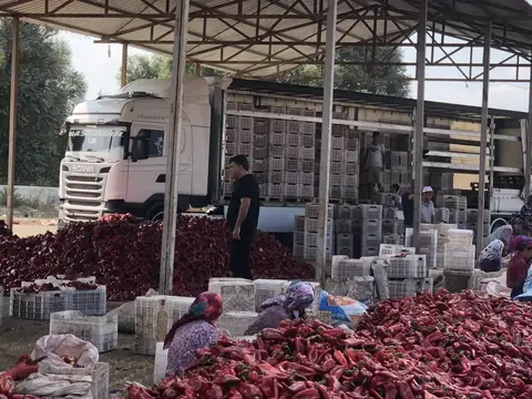Altıeylül, Balıkesir saha ziyareti (Eylül 2019) — biber