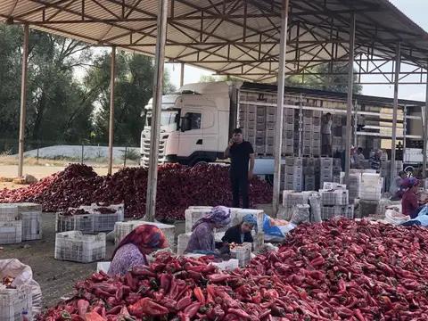 Altıeylül, Balıkesir saha ziyareti (Eylül 2019) — biber