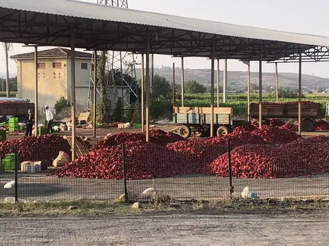 Altıeylül, Balıkesir saha ziyareti (Eylül 2019) — biber