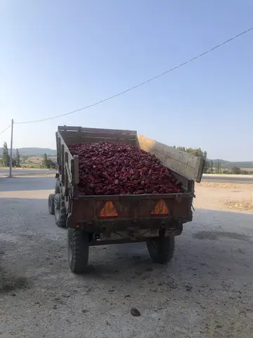 Balıkesir saha ziyareti (Eylül 2019) — biber