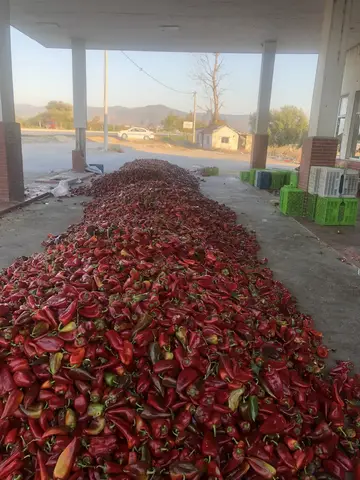 Balıkesir saha ziyareti (Ekim 2019) — biber