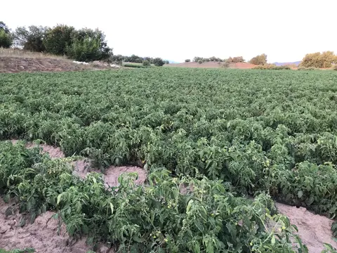 Sındırgı, Balıkesir saha ziyareti (Haziran 2020) — biber