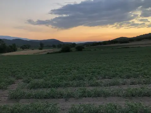 Sındırgı, Balıkesir saha ziyareti (Haziran 2020) — biber