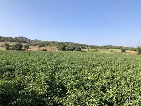 Sındırgı, Balıkesir saha ziyareti (Temmuz 2020) — biber