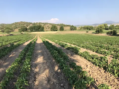 Sındırgı, Balıkesir saha ziyareti (Temmuz 2020) — biber