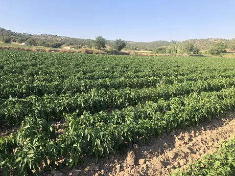 Sındırgı, Balıkesir saha ziyareti (Temmuz 2020) — biber