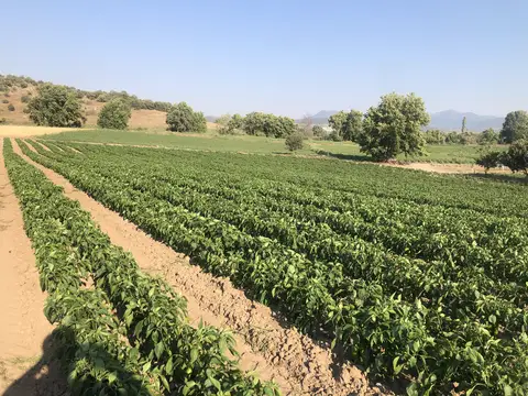Sındırgı, Balıkesir saha ziyareti (Temmuz 2020) — biber