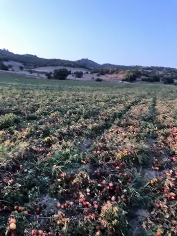 Balıkesir saha ziyareti (Ağustos 2020) — biber