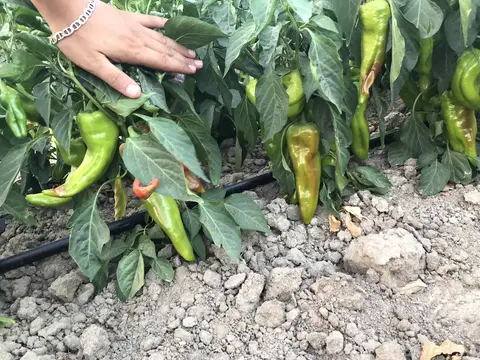 Balıkesir saha ziyareti (Ağustos 2020) — biber
