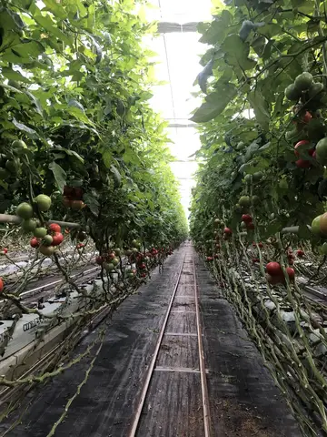 Karesi, Balıkesir saha ziyareti (Aralık 2020) — domates
