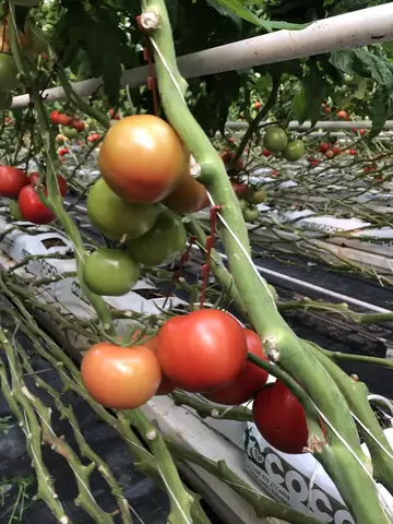 Karesi, Balıkesir saha ziyareti (Aralık 2020) — domates