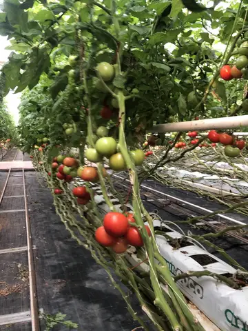 Karesi, Balıkesir saha ziyareti (Aralık 2020) — domates