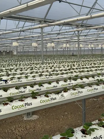 Balıkesir saha ziyareti (Aralık 2023) — çilek