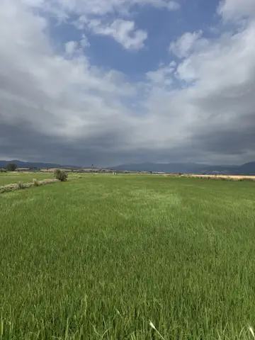 Balıkesir saha ziyareti (Temmuz 2025) — buğday