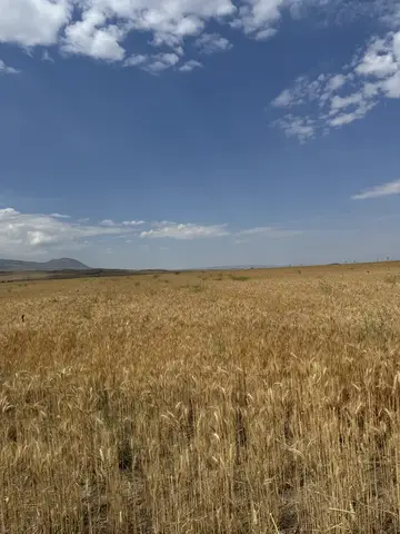 Bitlis saha ziyareti (Temmuz 2024) — buğday