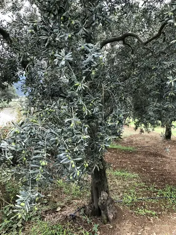 Orhangazi, Bursa saha ziyareti (Ağustos 2019) — zeytin