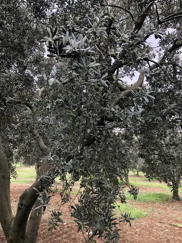 Orhangazi, Bursa saha ziyareti (Ağustos 2019) — zeytin
