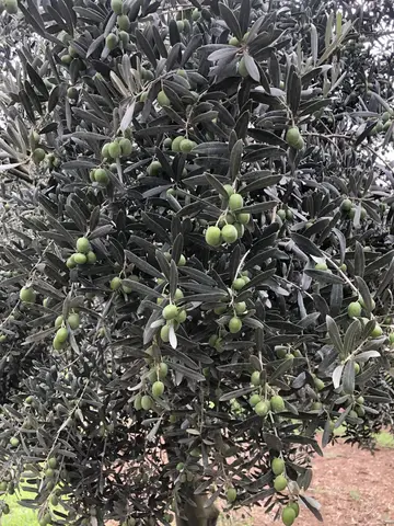 Orhangazi, Bursa saha ziyareti (Ağustos 2019) — zeytin