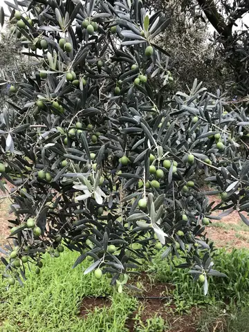 Orhangazi, Bursa saha ziyareti (Ağustos 2019) — zeytin