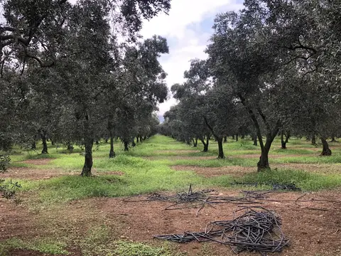 Orhangazi, Bursa saha ziyareti (Ağustos 2019) — zeytin