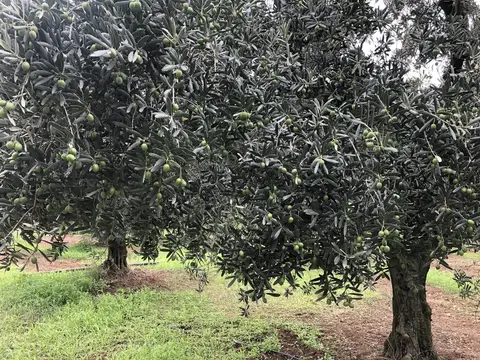 Orhangazi, Bursa saha ziyareti (Ağustos 2019) — zeytin