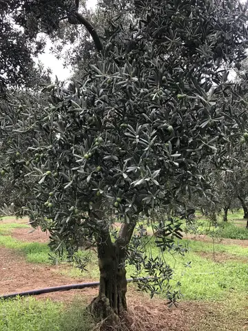 Orhangazi, Bursa saha ziyareti (Ağustos 2019) — zeytin