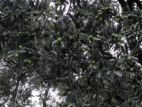 Orhangazi, Bursa saha ziyareti (Ağustos 2019) — zeytin