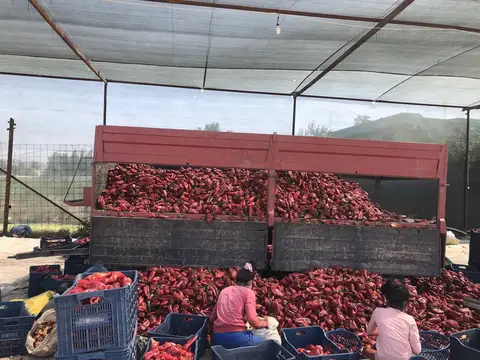 Bursa saha ziyareti (Eylül 2019) — biber