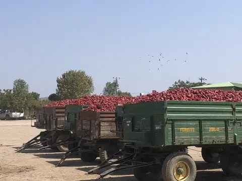 Bursa saha ziyareti (Eylül 2019) — biber