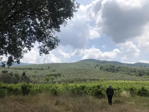 Bursa saha ziyareti (Haziran 2020) — üzüm