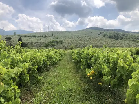 Bursa saha ziyareti (Haziran 2020) — üzüm