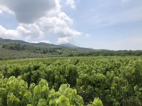 Bursa saha ziyareti (Haziran 2020) — üzüm