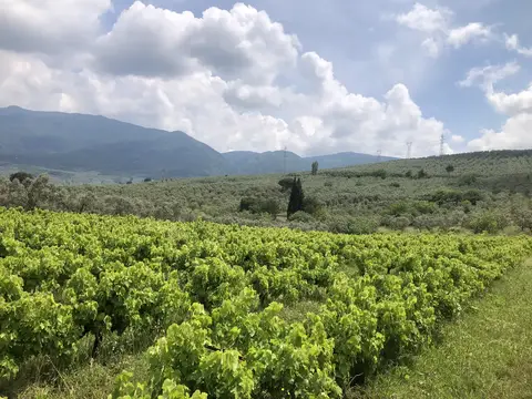 Bursa saha ziyareti (Haziran 2020) — üzüm
