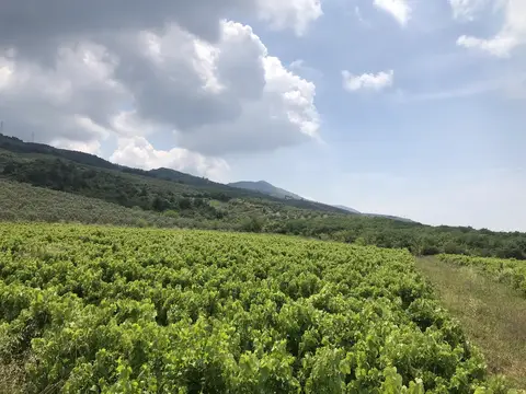 Bursa saha ziyareti (Haziran 2020) — üzüm