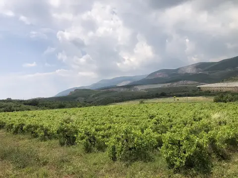 Bursa saha ziyareti (Haziran 2020) — üzüm