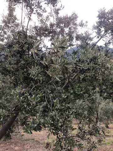 Gemlik, Bursa saha ziyareti (Haziran 2020) — zeytin