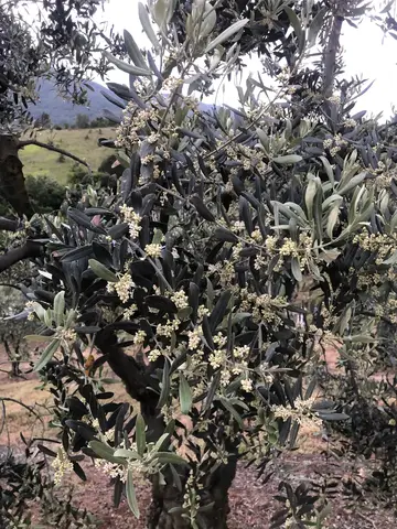 Gemlik, Bursa saha ziyareti (Haziran 2020) — zeytin