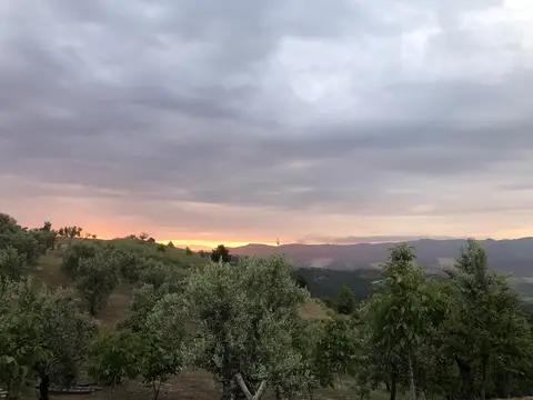 Gemlik, Bursa saha ziyareti (Haziran 2020) — zeytin